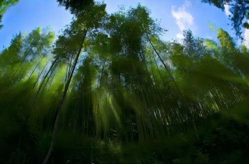 The Gross Output of Guangdong's Bamboo Industry Expected to Reach 6M by 2025