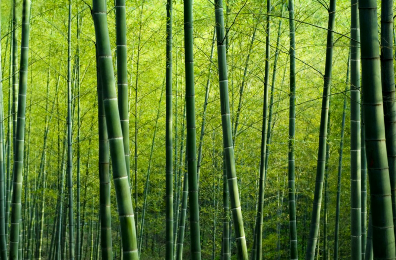 Revitalize Rural Economics with Bamboo Industry